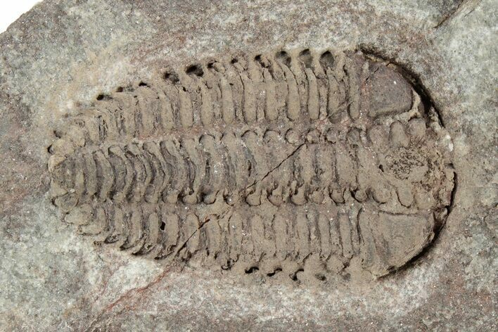 Ordovician Trilobite (Placoparia) Fossil - Morocco #234546
